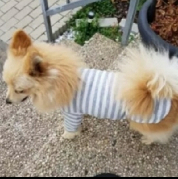 Last 1🥳🥳HP🥳🥳Puppy / Cat outfit - Picture 6 of 6